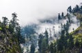 Fogy forest in Naran Kaghan valley, Pakistan