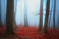 Fogy forest Royalty Free Stock Photo