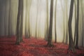 Fogy forest