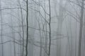 Fogy scenery in the woods