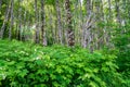 Foilage Above Coldwater Lake Mount Saint Helens Royalty Free Stock Photo