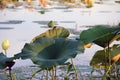 foilage in lake martin louisana Royalty Free Stock Photo