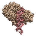 FokI restriction endonuclease enzyme. In TALEN technology, these are combined with transcription activator-like effector nuclease Royalty Free Stock Photo