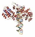 FokI restriction endonuclease enzyme. In TALEN technology, these are combined with transcription activator-like effector nuclease Royalty Free Stock Photo