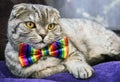 Fold cat in a tie butterfly rainbow colors
