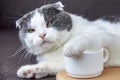 A fold-eared cat put its paw on a cup of coffee Royalty Free Stock Photo