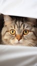 Fold eared charm Cats half muzzle peeks behind a white cabinet, close up