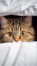 Fold eared charm Cats half muzzle peeks behind a white cabinet, close up