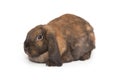 Fold-eared rabbit of brown color Royalty Free Stock Photo
