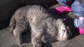 A fold-eared Scottish gray cat lies on its back and a child strokes it. Stray cat.