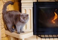 Fold grey cat with yellow eyes sitting at the fireplace Royalty Free Stock Photo