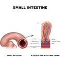 A fold of the intestinal lining