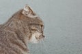 Fold Scottish cat sitting on the windowsill on the background of rainy weather. gray striped pet closeup Royalty Free Stock Photo
