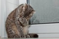 Fold Scottish cat sitting on the windowsill on the background of rainy weather. gray striped pet closeup Royalty Free Stock Photo