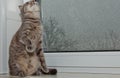 Fold Scottish cat sitting on the windowsill on the background of rainy weather. gray striped pet closeup Royalty Free Stock Photo