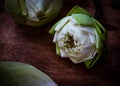 Fold the whote lotus flower petals garland.