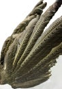Folded argus pheasant tail feathers Royalty Free Stock Photo