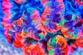 Rainbow coloration open brain LPS coral - Wellsophyllia radiata