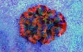 Rainbow coloration open brain LPS coral - Wellsophyllia radiata