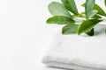 Folded clean white fluffy terry towel green house plant in bathroom. Women`s baby hygiene laundry body care wellness spa