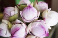 folded petal pink lotus flowers Royalty Free Stock Photo