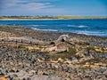 The folded rock strata of Greymare Rock on the Northumberland coast, near Dunstanburgh Castle.