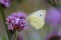 Large white butterfly on violet verbena. Royalty Free Stock Photo