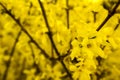 Folden shower flower closeup