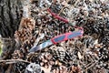 Folding knife cutting stainless blade red black handle brown dry grass wood forest pine cone nature macro background Royalty Free Stock Photo