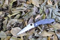 Folding knife stainless steel blade hunting equipment garden autumn nature