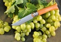 Folding knife stainless steel blade wooden handle and fresh organic ripe grape natural gourmet product dessert green leaves close