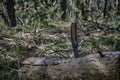 Folding knife for survival is stuck trunk fallen tree in forest. Royalty Free Stock Photo