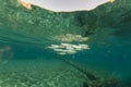 Foldlip mullet in the Red Sea. Royalty Free Stock Photo