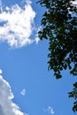 Foliage against a blue sky and white clouds. Natural vertical background. Autumn Sunny warm day Royalty Free Stock Photo