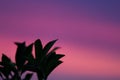 Foliage against purple and pink sunset sky with soft focus Royalty Free Stock Photo