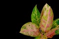 Foliage of Aglaonema pink or lady valentin populer houseplant isolated on black background. Clipping path included