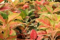 The foliage of aglaonema plants Royalty Free Stock Photo