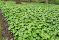 Foliage of Asarum canadense or Canada Wild Ginger, in the park. Royalty Free Stock Photo