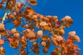 red autumn aspen leaves against the sky Royalty Free Stock Photo