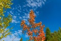 red autumn aspen leaves against the sky Royalty Free Stock Photo