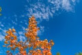 red autumn aspen leaves against the sky Royalty Free Stock Photo