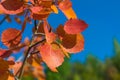 red autumn aspen leaves against the sky Royalty Free Stock Photo