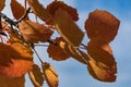 red autumn aspen leaves against the sky Royalty Free Stock Photo