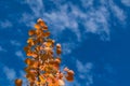 red autumn aspen leaves against the sky Royalty Free Stock Photo