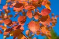 red autumn aspen leaves against the sky Royalty Free Stock Photo