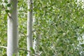 Foliage of aspen grove trees Royalty Free Stock Photo