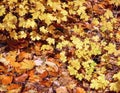 Foliage Autumn Leaves, Gold and Brown Leaves, seasonal warm Background, Nature Pattern