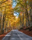 Foliage in autumn season at Forca d`Acero, in the Abruzzo and Molise National Park. Italy. Royalty Free Stock Photo