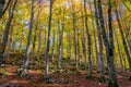 Foliage in autumn season at Forca d`Acero, in the Abruzzo and Molise National Park. Italy. Royalty Free Stock Photo