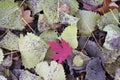 Foliage Autumn Royalty Free Stock Photo